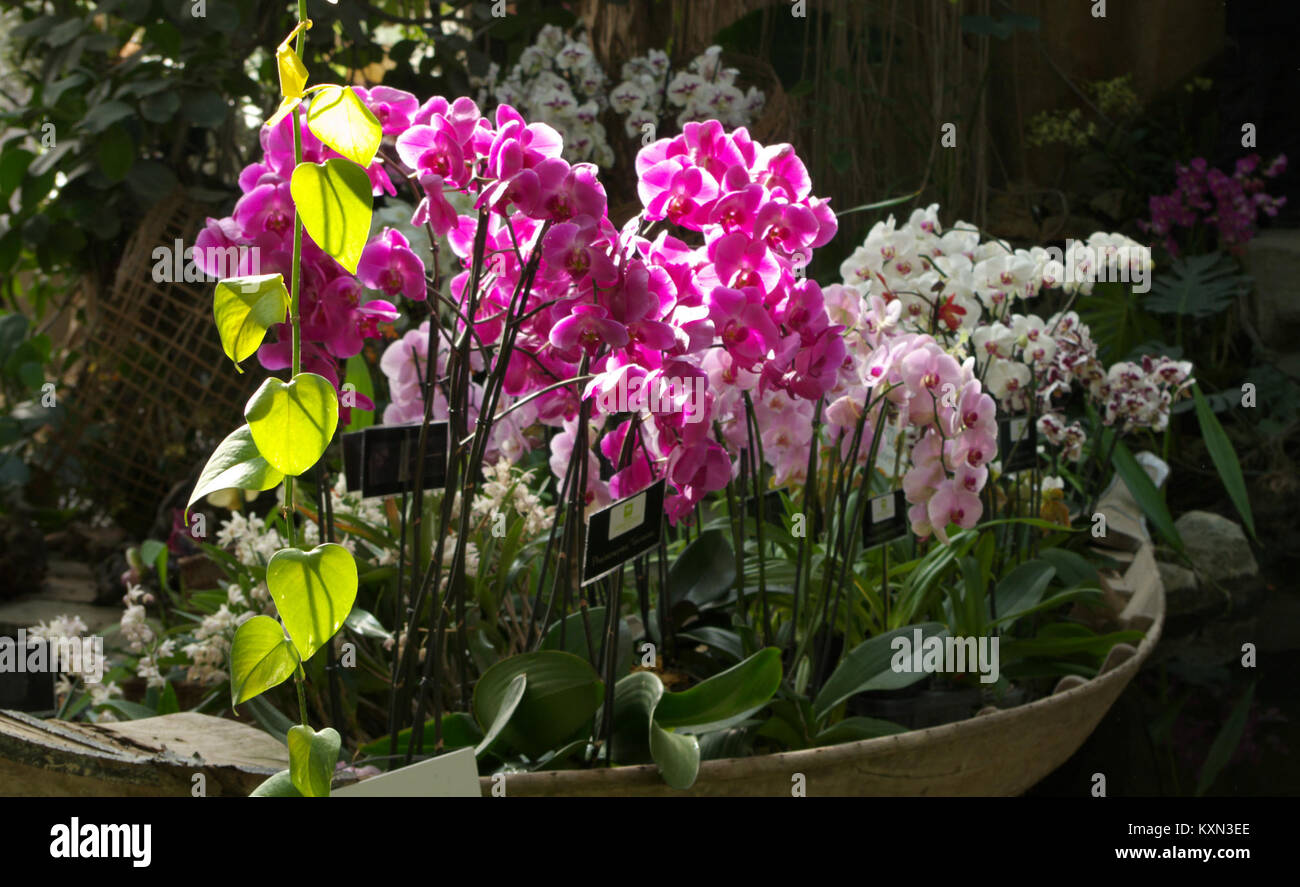 Barque d'Orchidées oder Orchid Boat ist ein Blumenarrangement mit Orchideen, die in einem bootförmigen Behälter angeordnet sind. Dieses dekorative Stück zeigt die Schönheit von Orchideen und wird oft als Herzstück in Blumendekorationen verwendet. Stockfoto