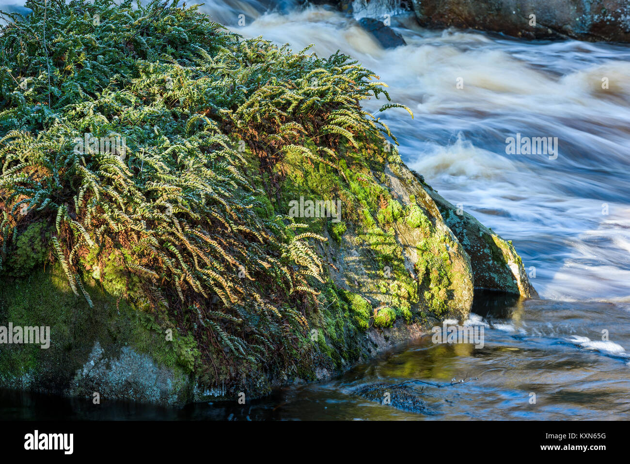 Kleine Farne und Moose mit einem leichten Frost Cover auf einem Granitblock in einem Fluss. Der Fluss Braknean in Südschweden. Stockfoto