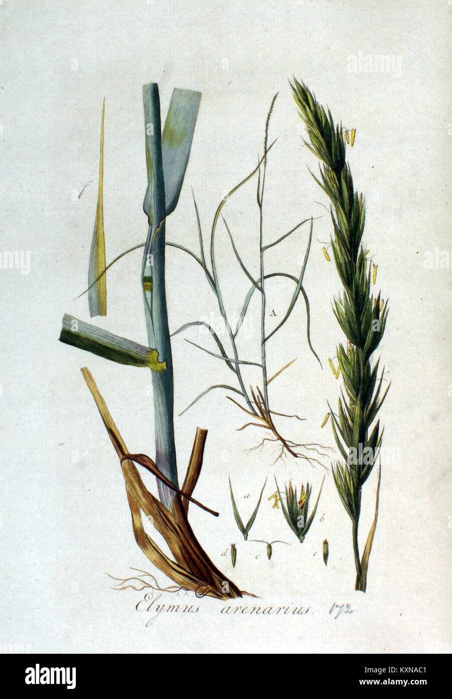 Das Bild zeigt Elymus arenarius, allgemein bekannt als Sandryegras, das im dritten Band von „Flora Batava“ gezeigt wird und die Eigenschaften der Pflanze und ihre botanische Bedeutung für die niederländische Flora dokumentiert. Stockfoto