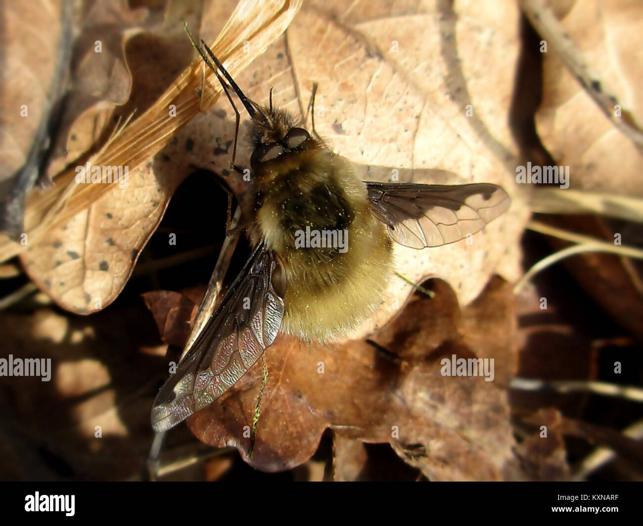 Bombylius Major ist eine Bienenfliegenart aus der Familie der Bombyliidae, die in Mook (Niederlande) gefunden wurde und für ihre Bestäubung und ihre charakteristische Morphologie bekannt ist. Stockfoto