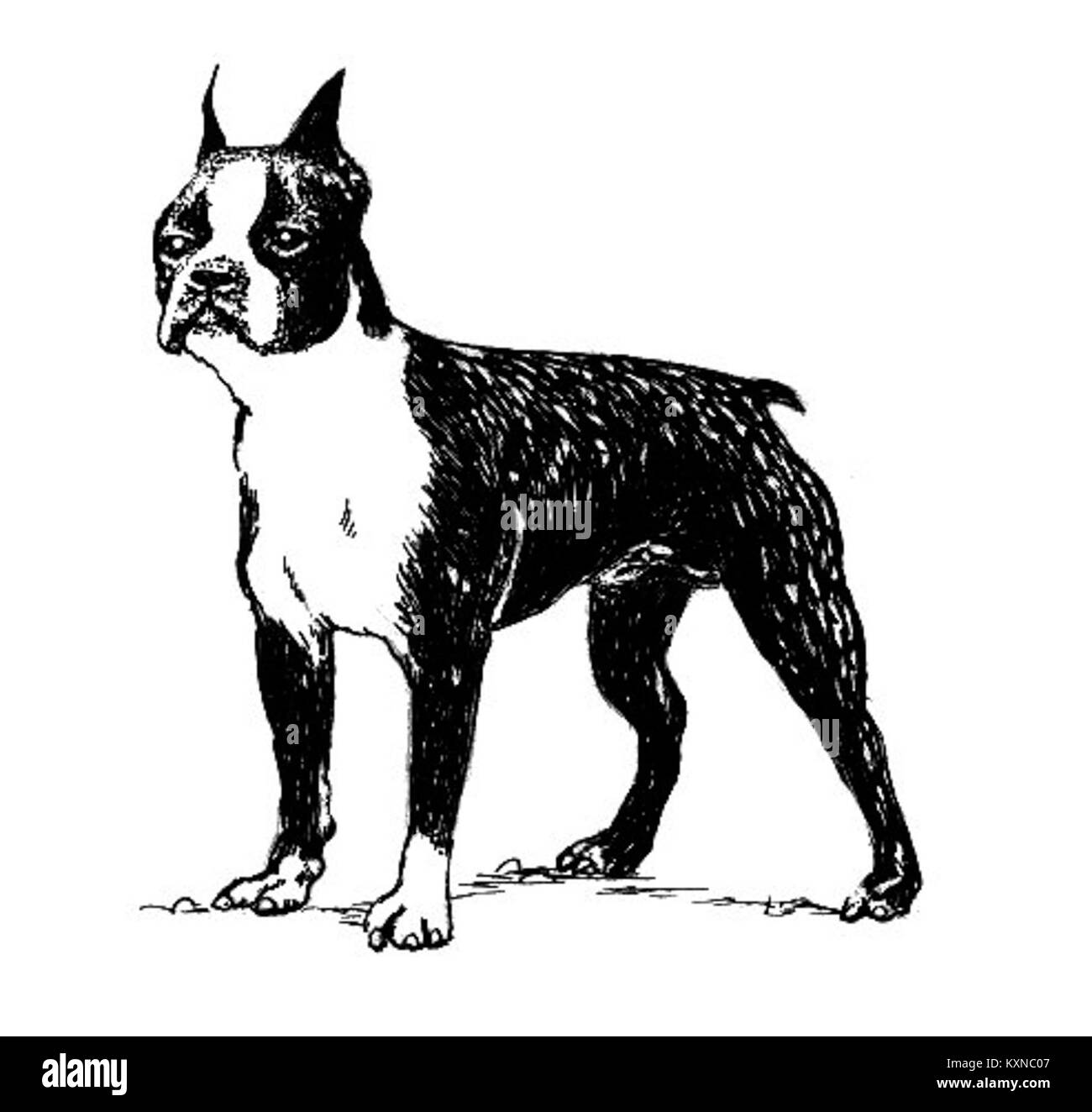 Der Boston Terrier ist eine kleine Haushunderrasse, die für ihre kompakte Bauweise, ihr kurzes Fell und ihre auffälligen schwarz-weißen Markierungen bekannt ist und ihren Ursprung in den Vereinigten Staaten hat. Stockfoto