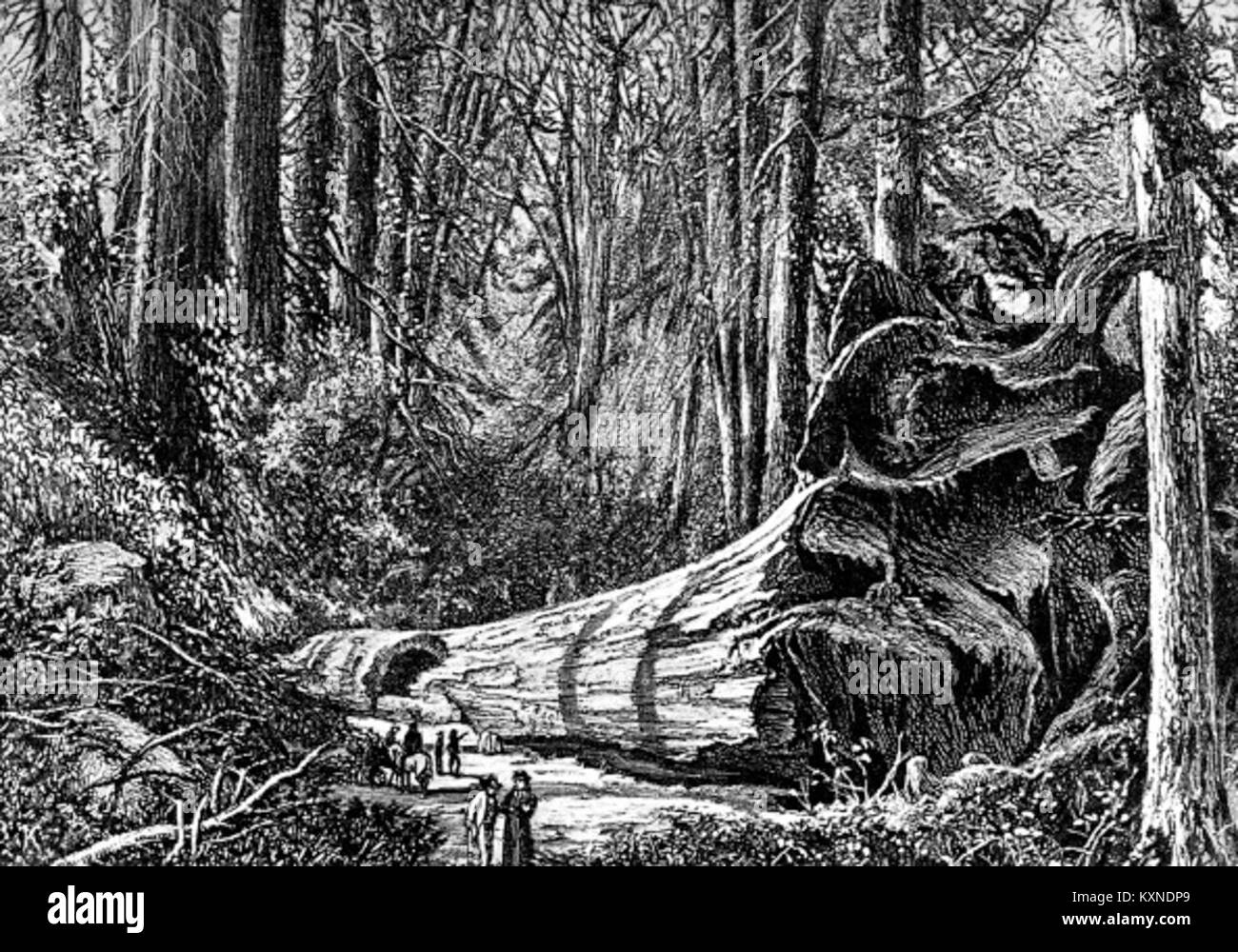 Die Illustration von Bohuslav Kroupa aus dem Jahr 1880 zeigt einen großen gefallenen Baum in Calaveras Grove, Kalifornien, der die Naturlandschaft und die Bemühungen um den Schutz der Wälder beleuchtet. Stockfoto