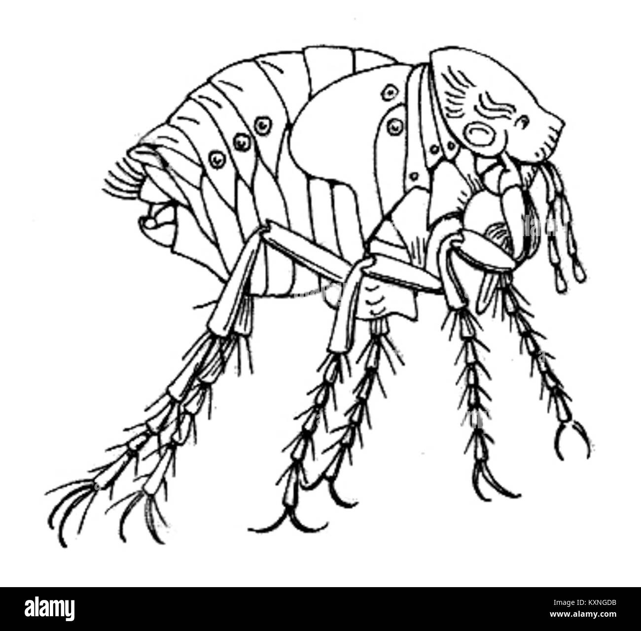 Chigoe bezeichnet die parasitäre Insektenart Tunga penetrans, die dafür bekannt ist, sich in die menschliche Haut einzugraben und Woliasis zu verursachen. Stockfoto