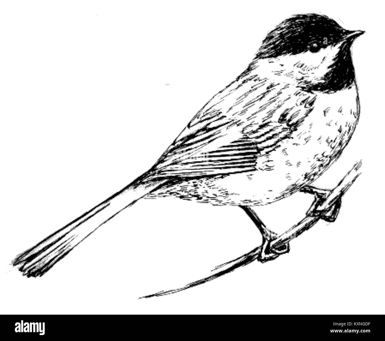 Die Black-Cap Chickadee ist ein kleiner Nordamerikaner, der für seine unverwechselbare schwarze Kappe, weißen Wangen und sein Stimmverhalten bekannt ist. Stockfoto