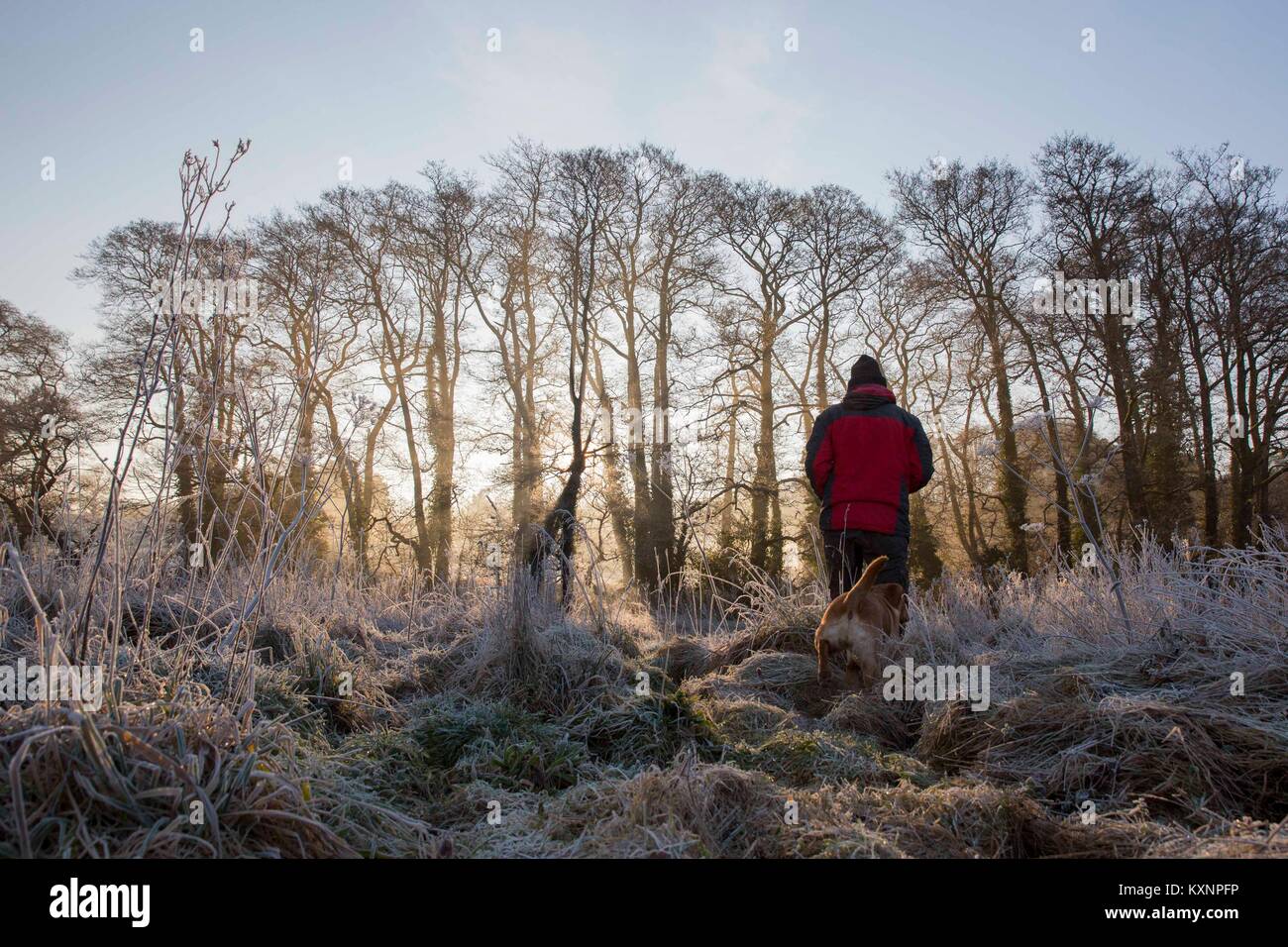 Cardiff, Wales, UK. 11 Jan, 2018. Ein Mann und Hund Spaziergang durch schwere Morgen Frost im Westen von Cardiff. Credit: Mark Hawkins/Alamy leben Nachrichten Stockfoto