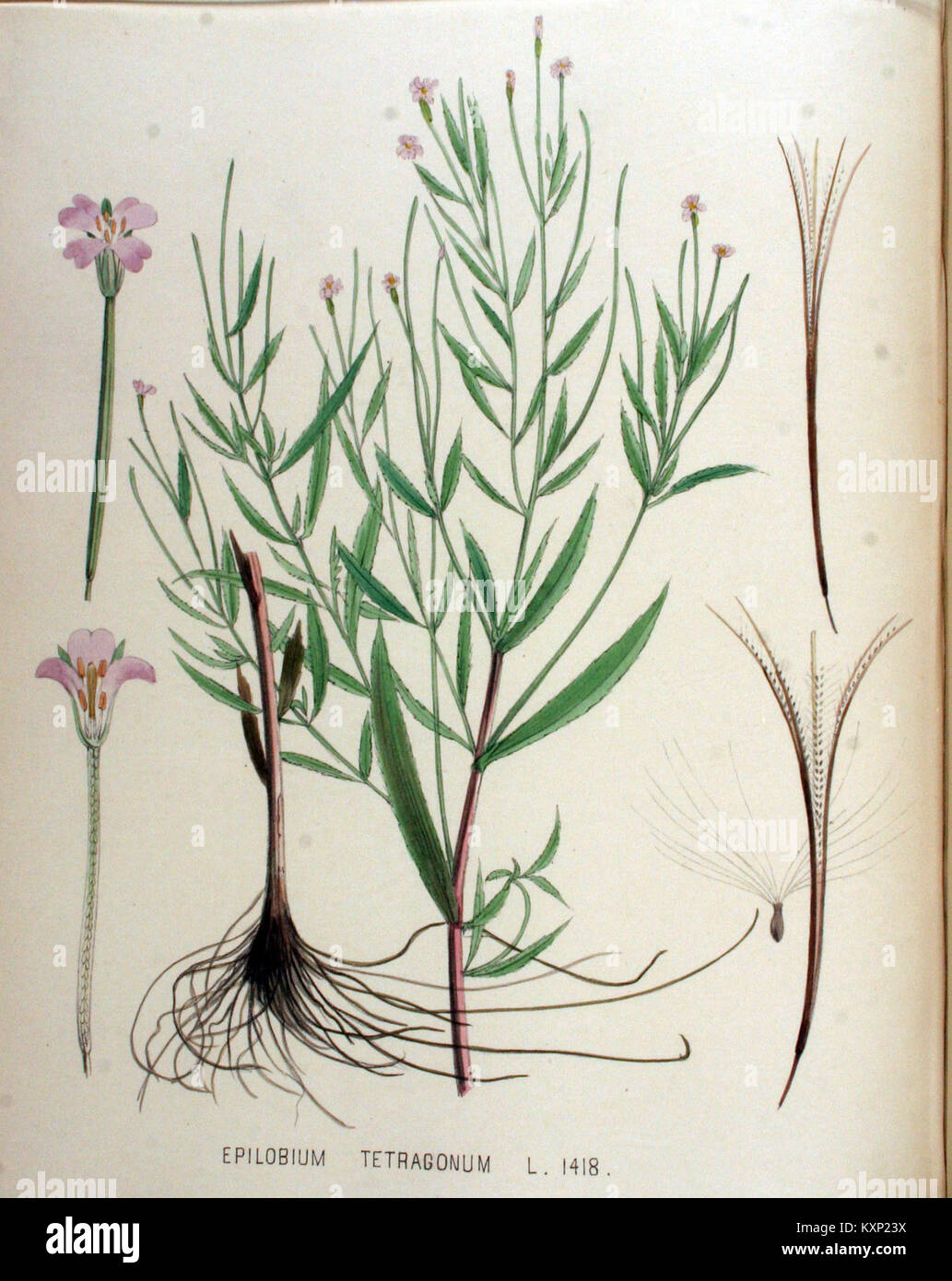 Epilobium tetragonum - Flora Batava - Band v 18. Stockfoto