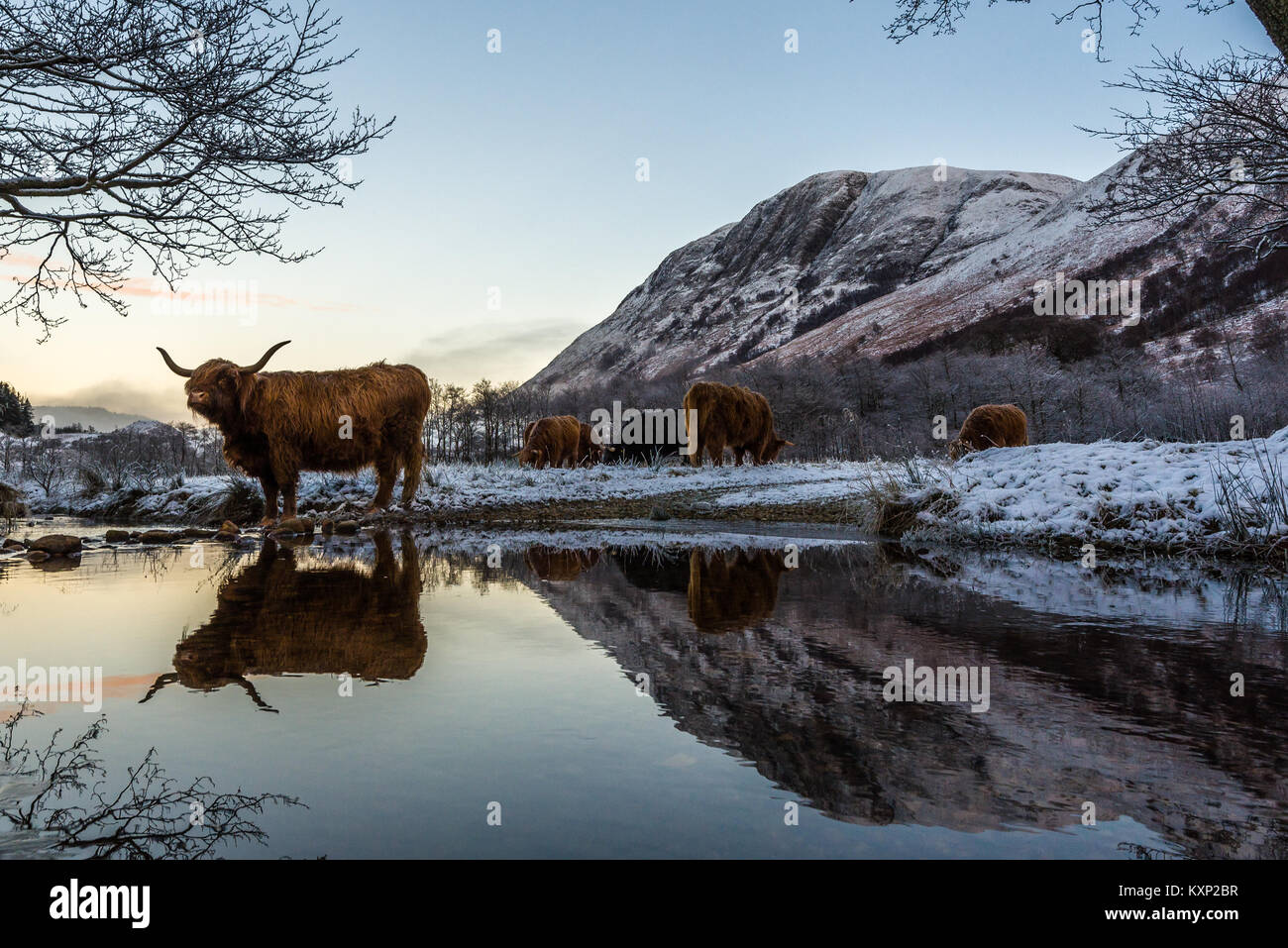 Highland Kühe im Winter Stockfoto