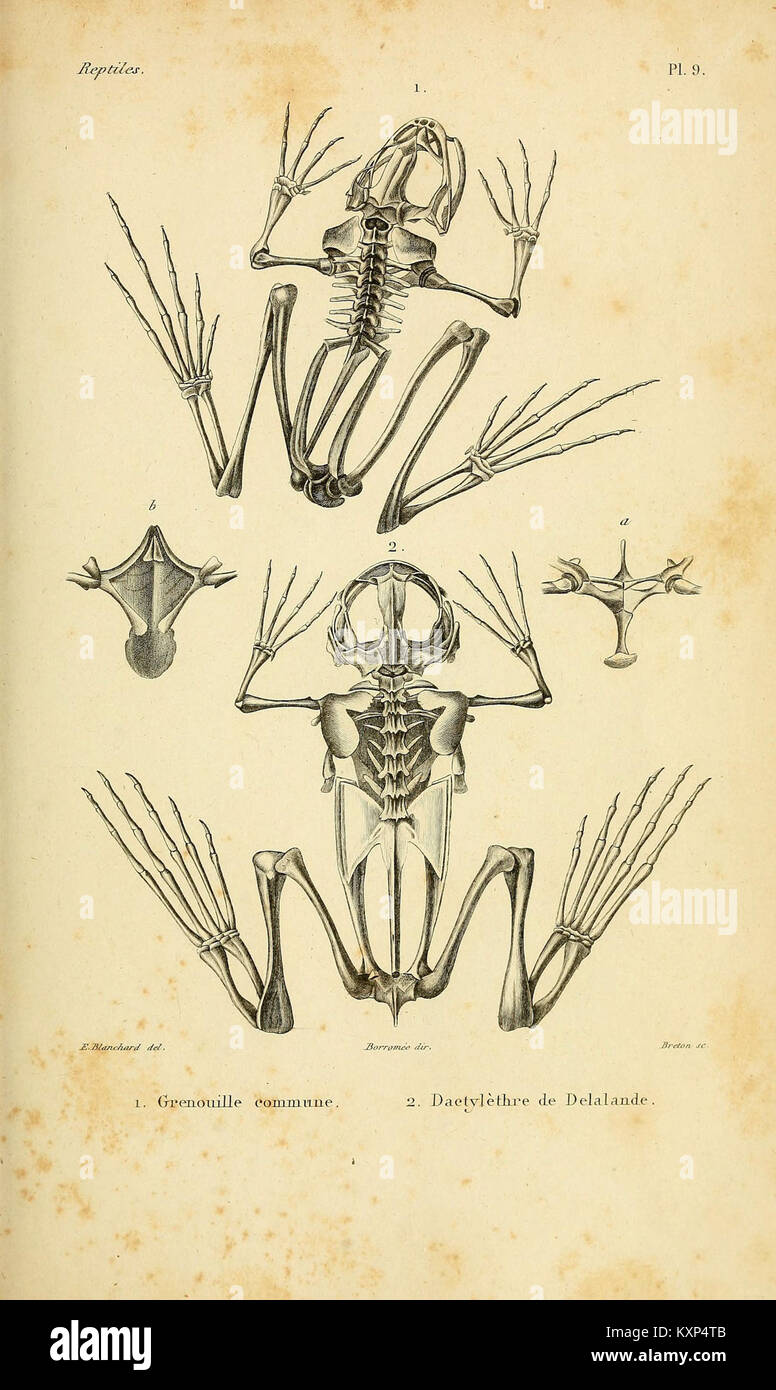 Erpétologie générale, ou Histoire Naturelle complète des Reptilien (5982392650) Stockfoto