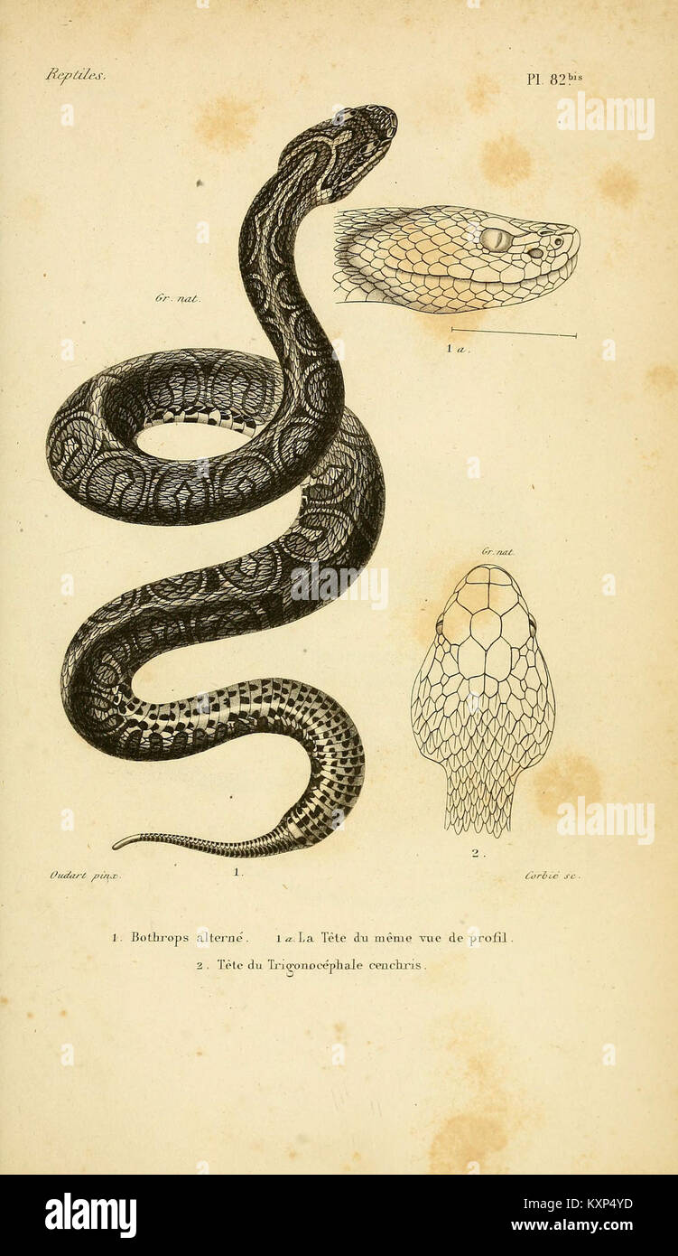 Erpétologie générale, ou Histoire Naturelle complète des Reptilien (5981864567) Stockfoto