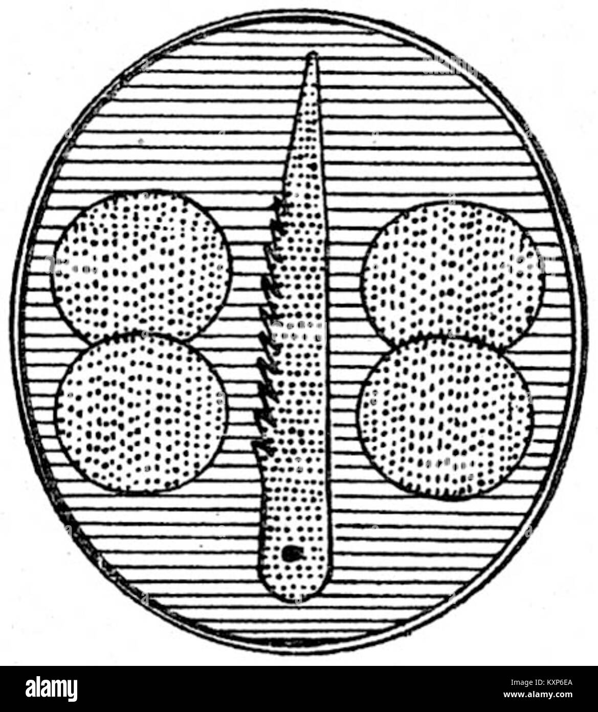 Boulanger ist ein Familienname, der mit historischen Individuen assoziiert ist und in Kontexten von kulinarischen Künsten bis hin zu allgemeinen historischen Aufzeichnungen auftauchen kann. Stockfoto