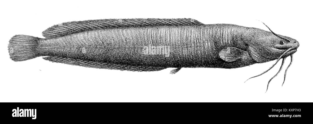 Clarias liocephalus, der wandelnde Wels, ist eine südostasiatische Art, die sich terrestrisch bewegen kann und in wasserarmen Lebensräumen überlebt. Stockfoto