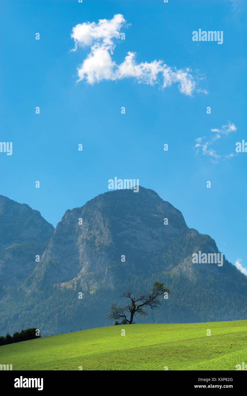 Single Tree gegen Blue Mountain, blauer Himmel, z-förmige Cloud Stockfoto