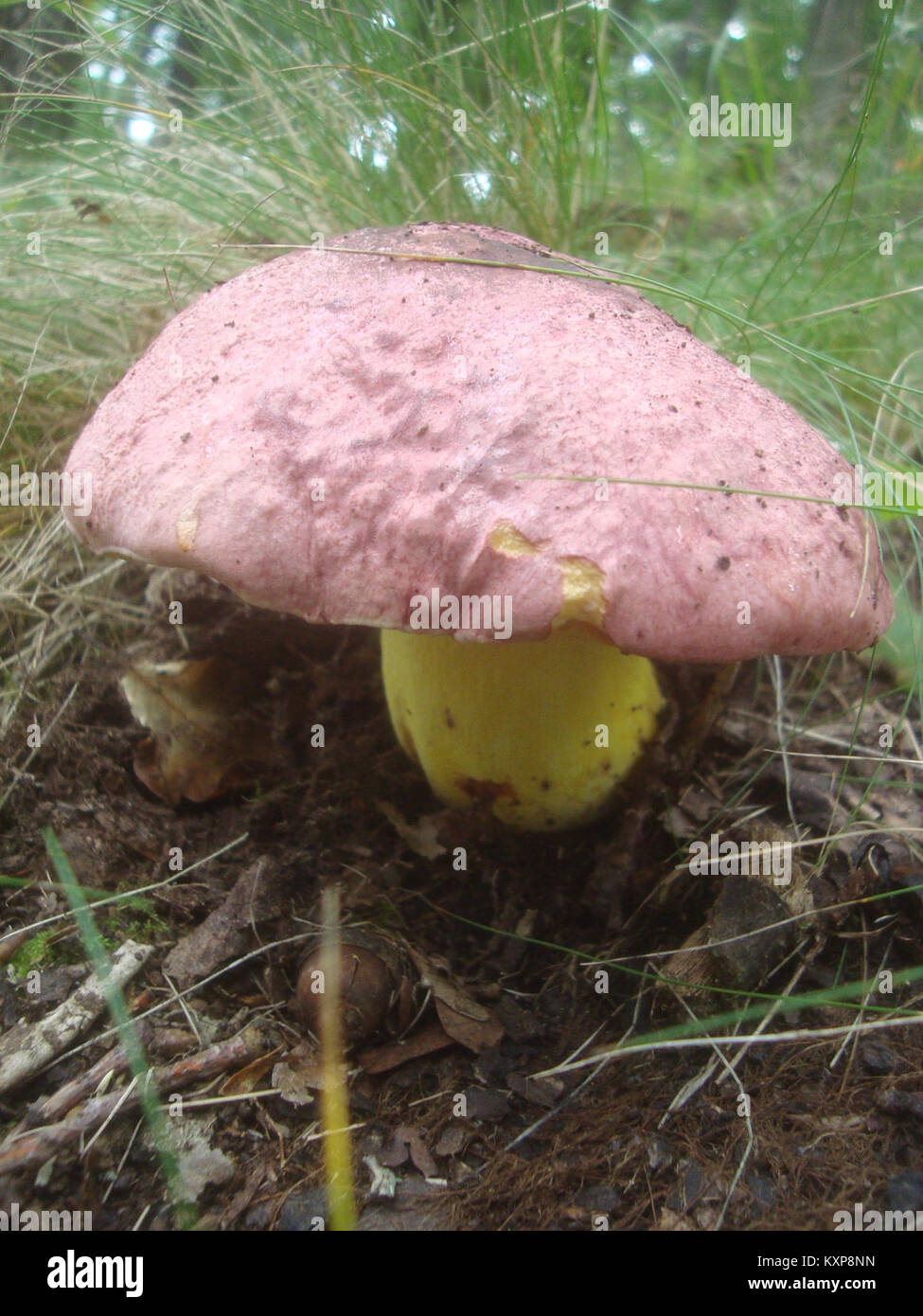 Boletus regius, eine Pilzart, die in Podkomorski-Wäldern vorkommt, veranschaulicht die Pilzmorphologie, die für die Mykologie und die Ökosystemforschung von Wäldern wichtig ist. Stockfoto