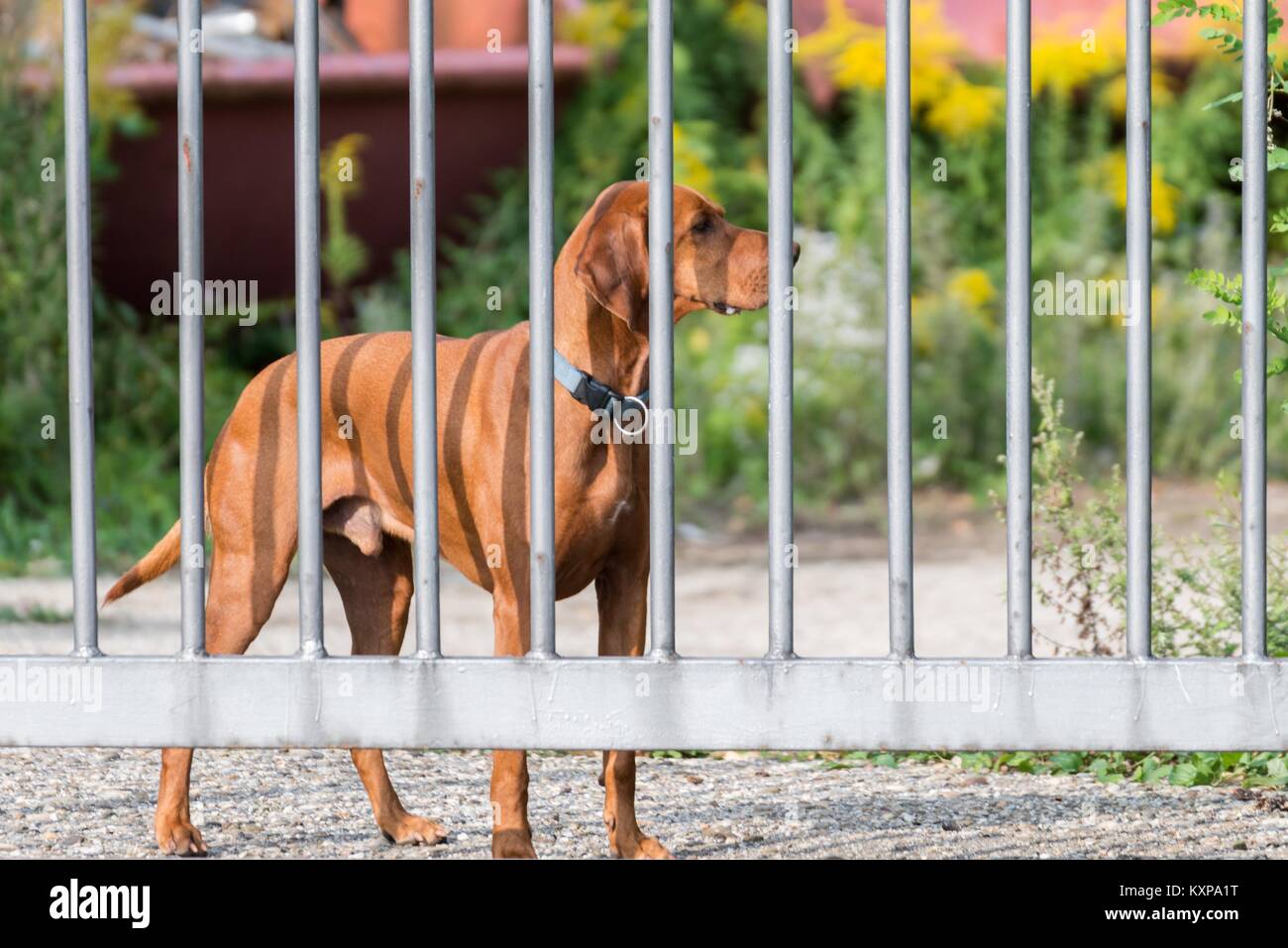 Watchdog hinter einem Metallzaun Stockfoto