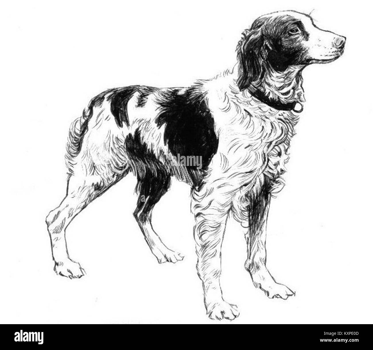 Bild eines Bretagne Spaniel, einer mittelgroßen Jagdhunderrasse aus Frankreich, bekannt für ihre Agilität, Intelligenz und Verwendung bei der Vogeljagd. Stockfoto