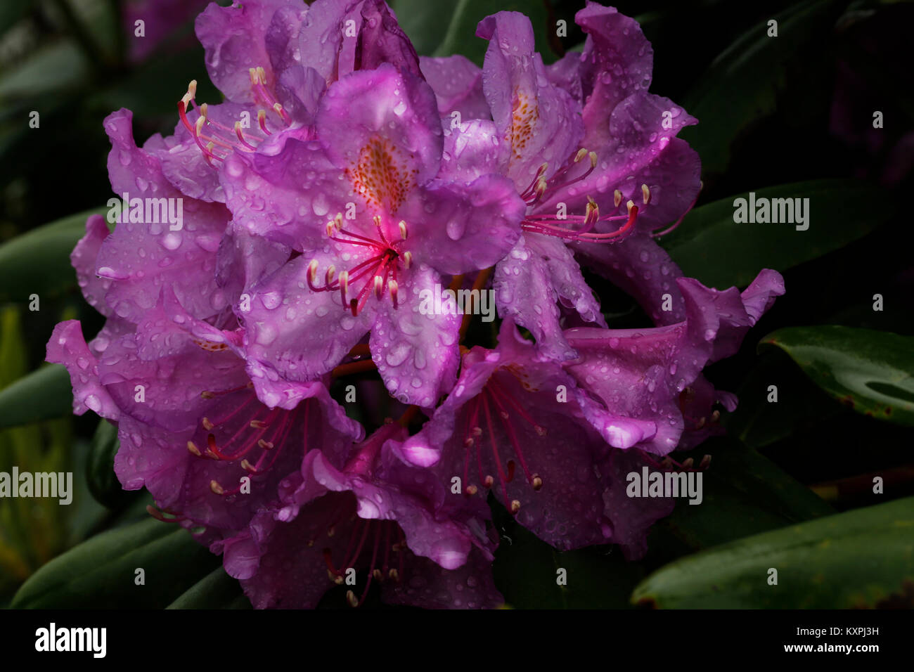 Rhododendron-Blüte Stockfoto