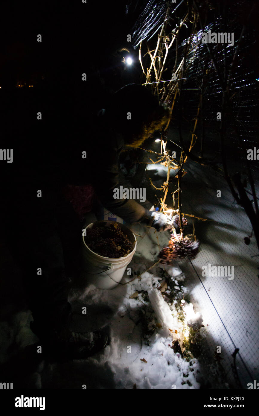 Landwirtschaftliche Arbeitnehmer der Ernte eingefroren Gewürztraminer Trauben mitten in der Nacht Icewine zu machen. Stockfoto