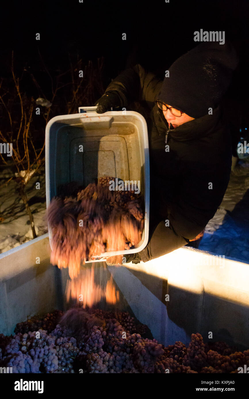 Landwirtschaftliche Arbeitnehmer der Ernte eingefroren Gewürztraminer Trauben mitten in der Nacht Icewine zu machen. Stockfoto