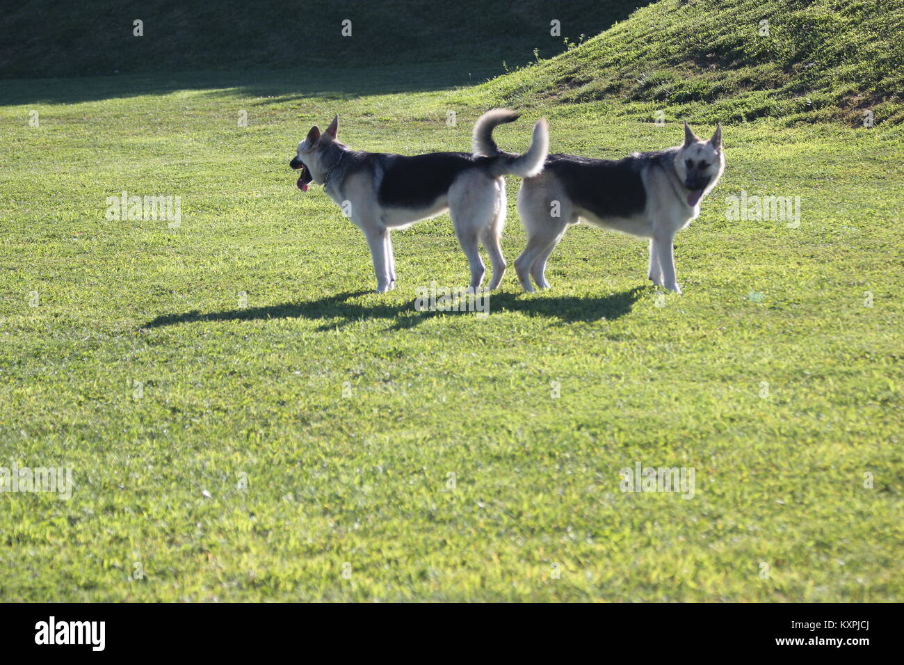 Zwei schwarze und silberne Deutsche Schäferhunde Stockfoto