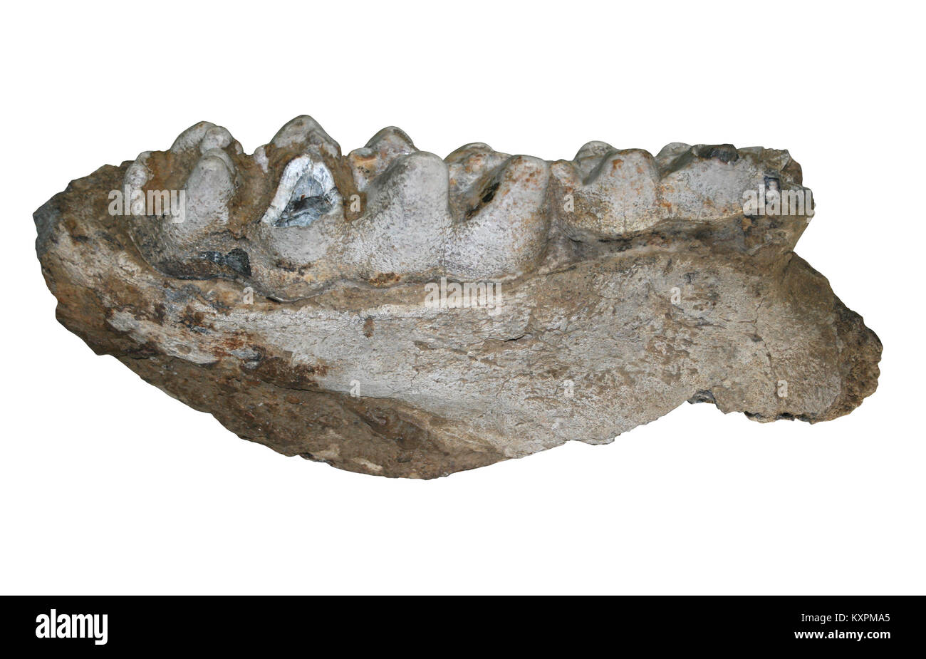 Unterkiefer und Zähne Der Ausgestorbenen Gomphothere Cuvieronius hyodon Relative des Modernen Elefanten Stockfoto