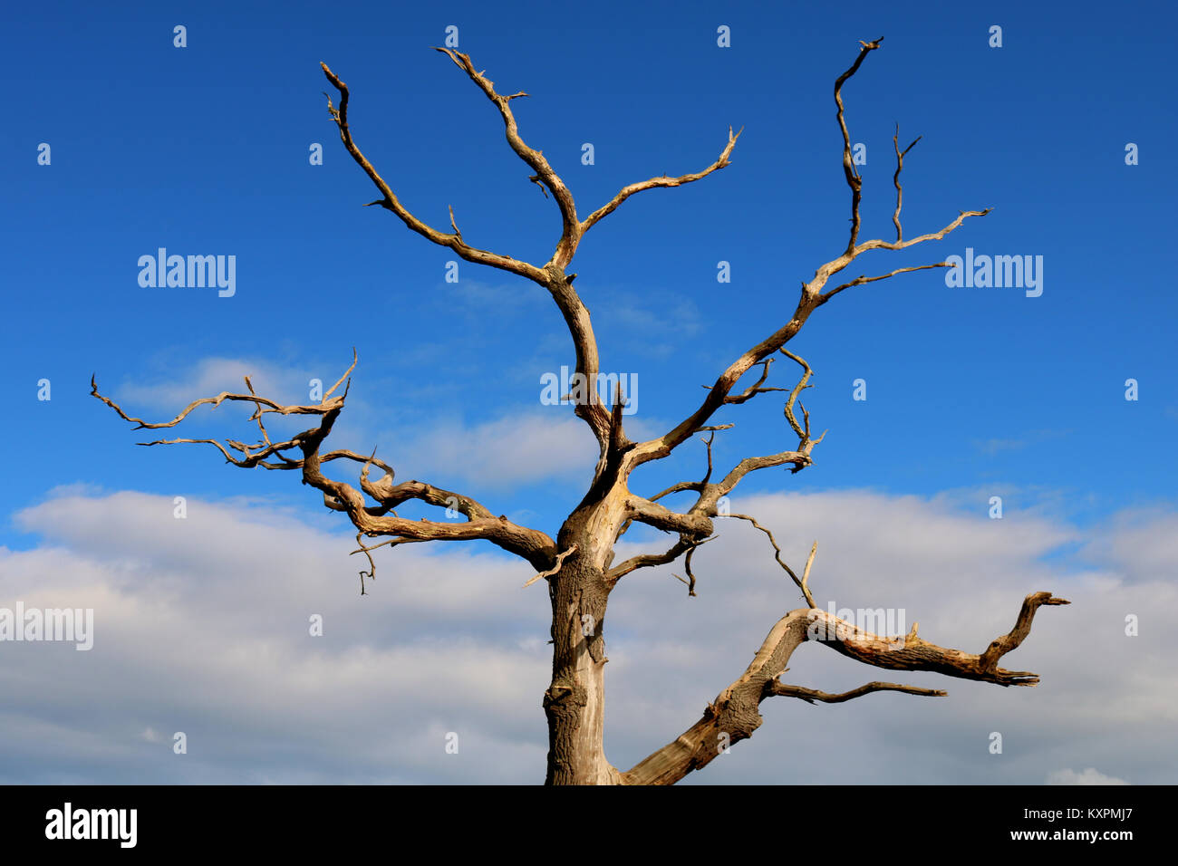 Ein Bild von einem toten Baum mit einem blauen Himmel im Hintergrund. Stockfoto