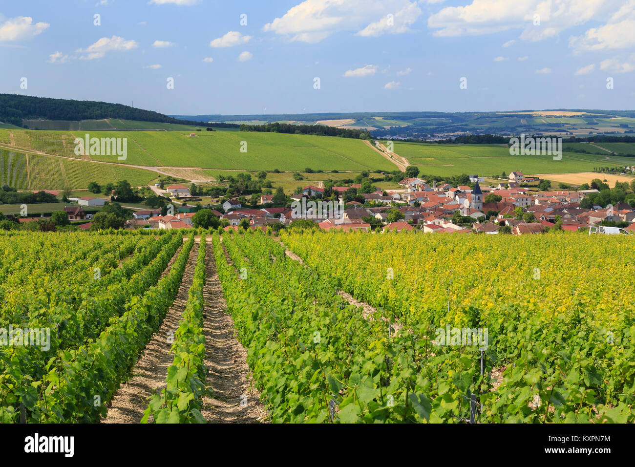 Frankreich, Aube (10), Champagner, Baroville, vignoble de Champagne Autour du village // Frankreich, Calvados, Champagner, Baroville, Champagner Weinbaugebiet Stockfoto