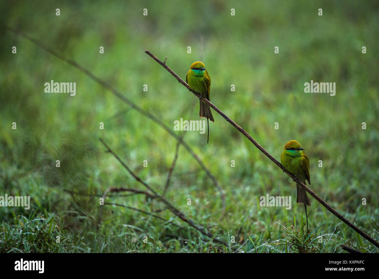 Zwei grüne Bee eater Vögel auf der Suche nach Bienen in den Morgen Stockfoto