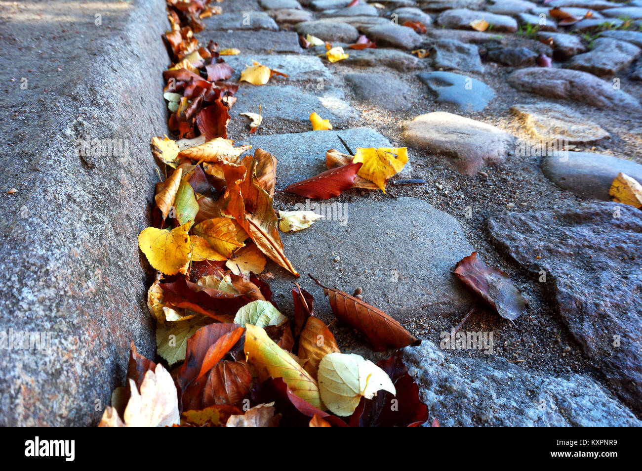 Gelbe und rote Blätter im Herbst auf die Straße gefallenen Blätter im Herbst auf dem Bürgersteig Stockfoto