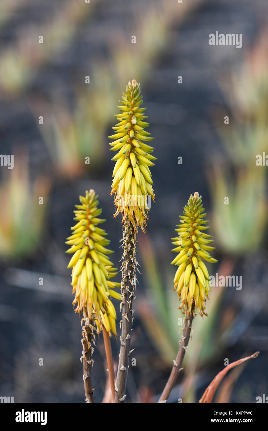 Gelbe Blume der blhenden Aloe, Aloe vera, kanarische Insel Lanzarote  Stockfotografie - Alamy