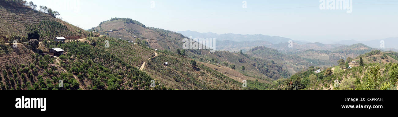 Teeplantagen in den Bergen in Myanmar Stockfoto