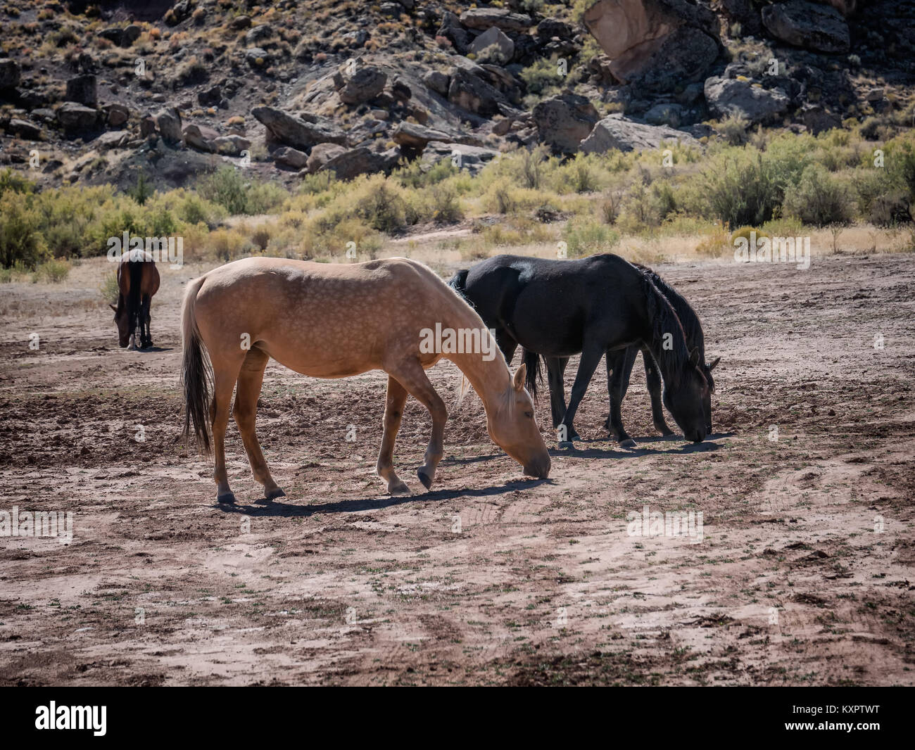 Wilde Pferde in Colorado, USA Stockfoto