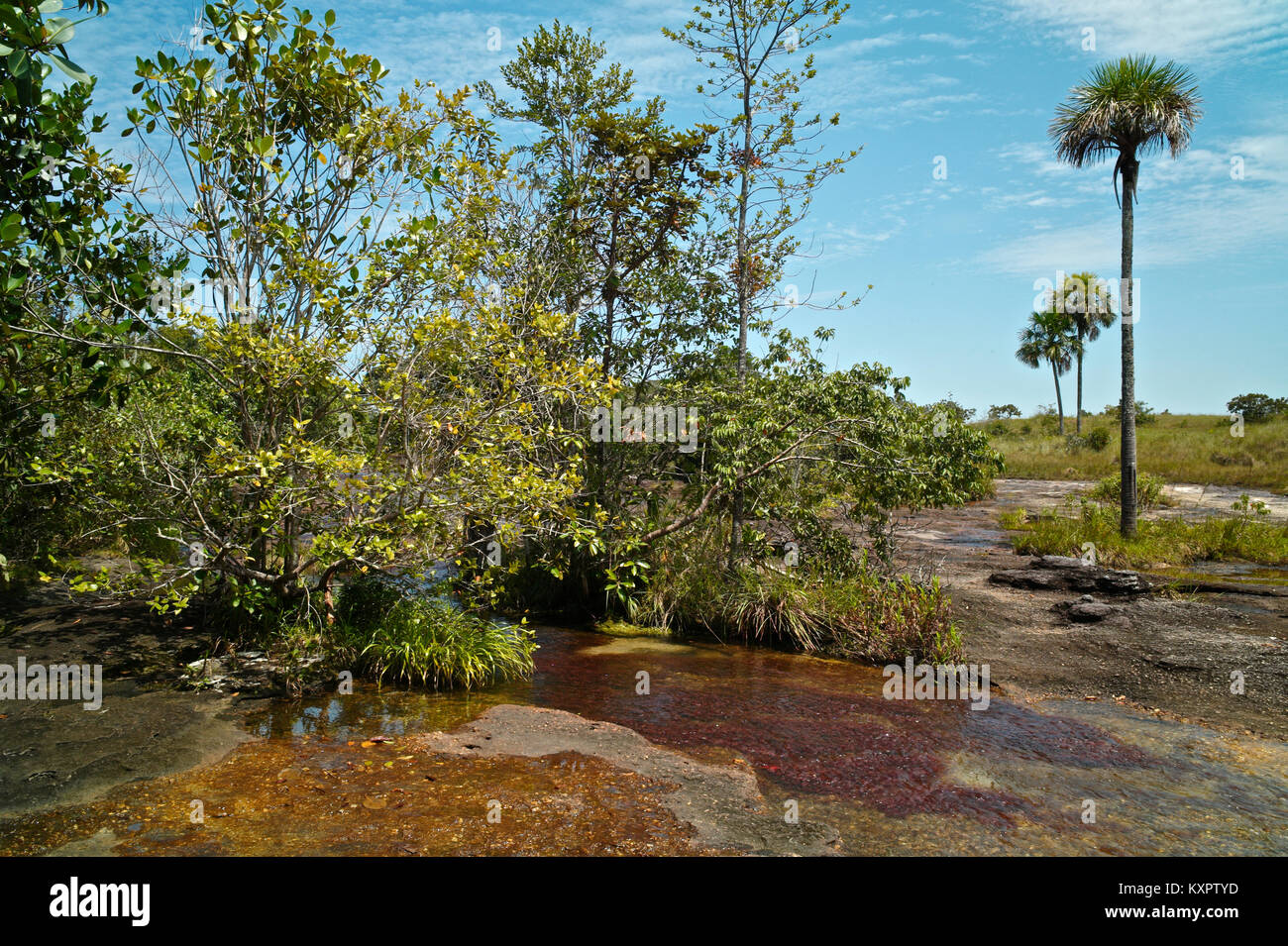 Cano Piedra Ökosystem einschließlich einiger Moriche Palme, Mauritia flexuosa L.F, im Hintergrund Stockfoto