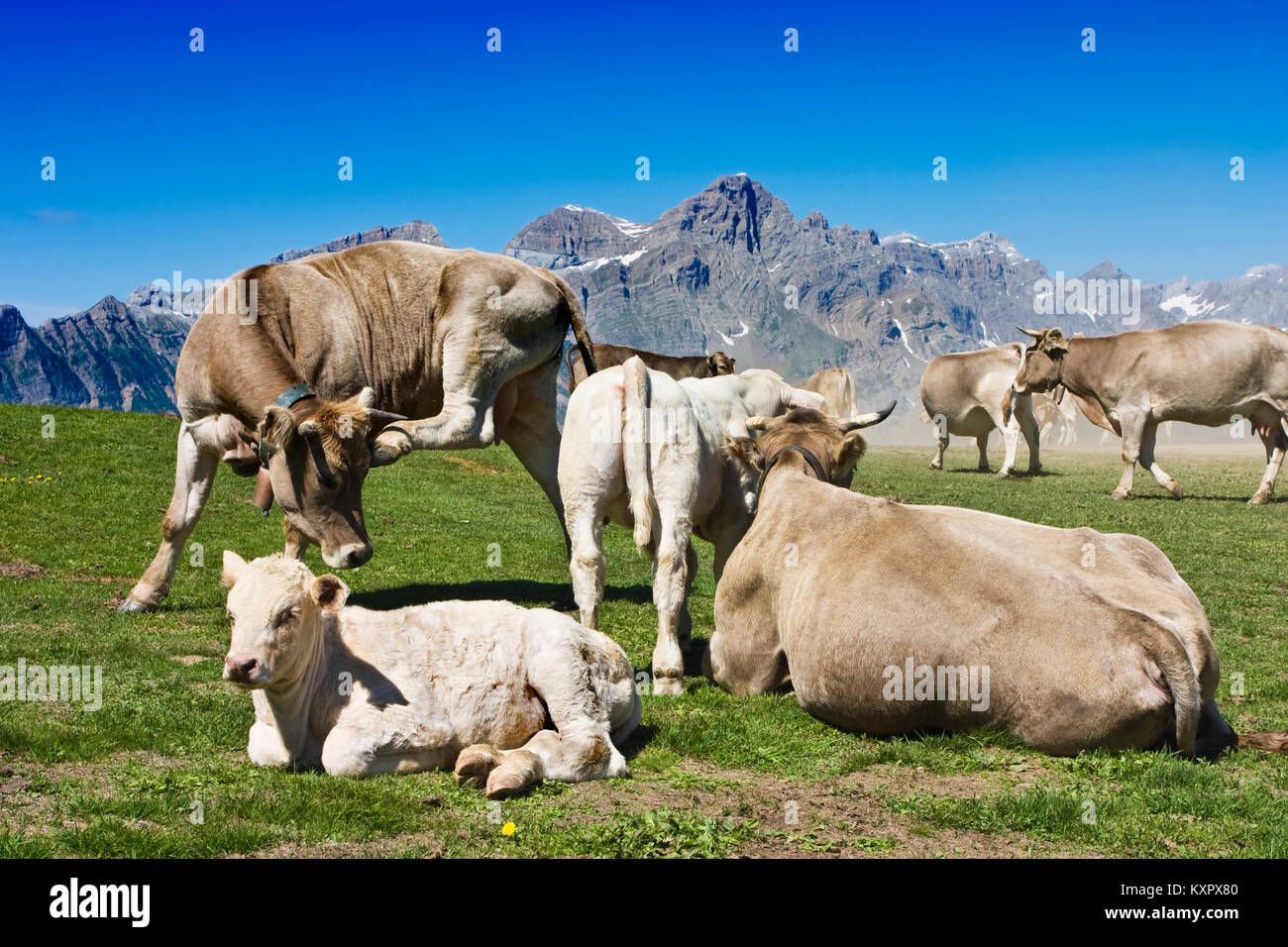 Einige Kühe in einem Berg scenic Stockfoto