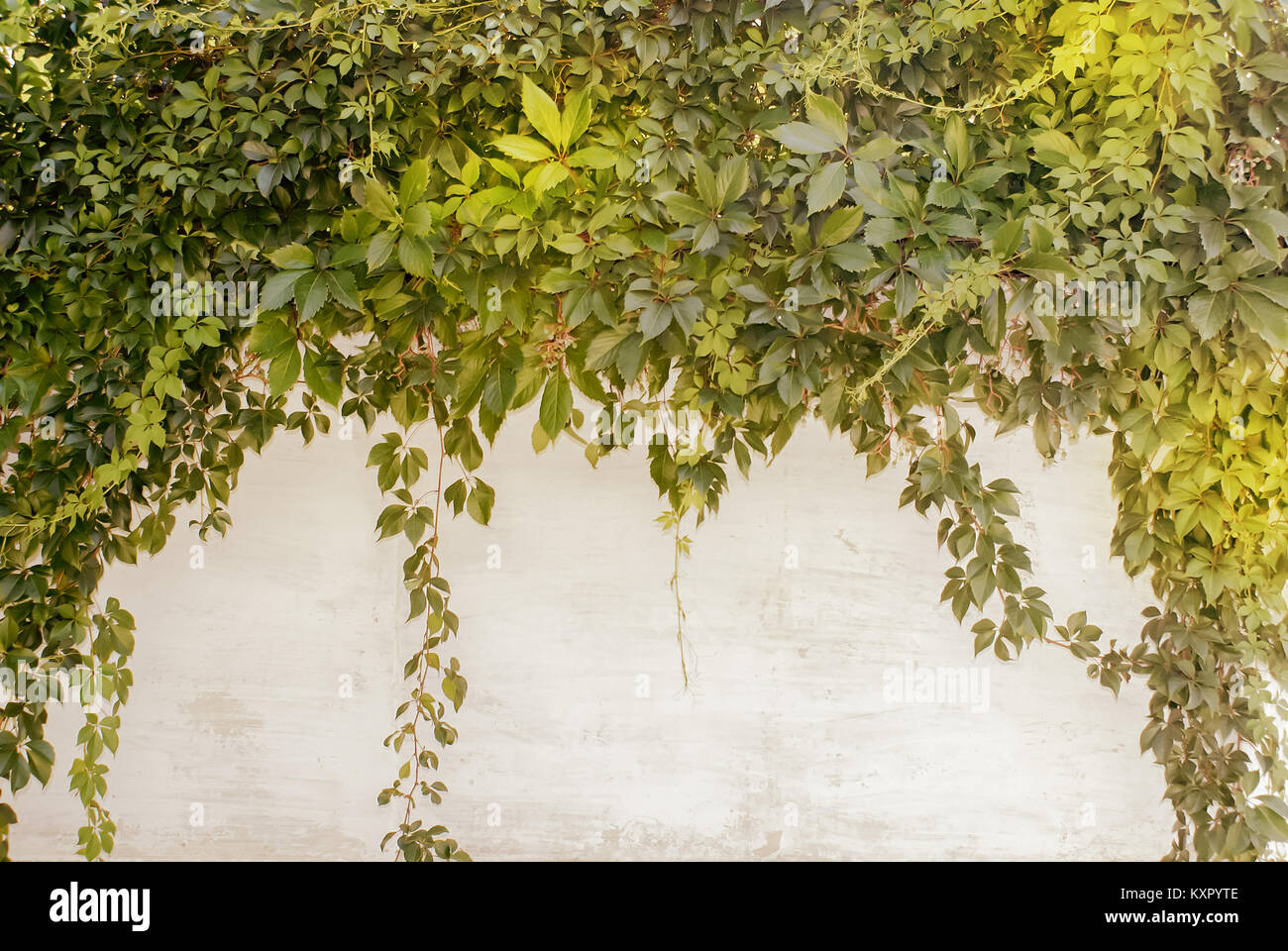 Eine alte Mauer mit grünen Blättern der Trauben, die von oben nach unten hängen. Stockfoto