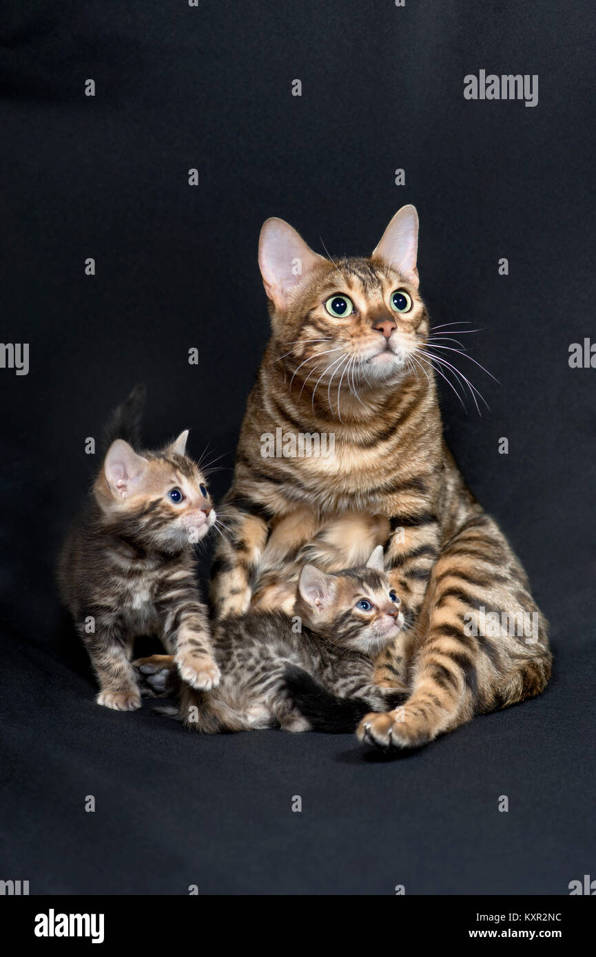 Eine Königin reinrassige Bengal Katze von Pixel Perfect Cats Cattery und ihre beiden 5 Wochen alten Kätzchen. Stockfoto