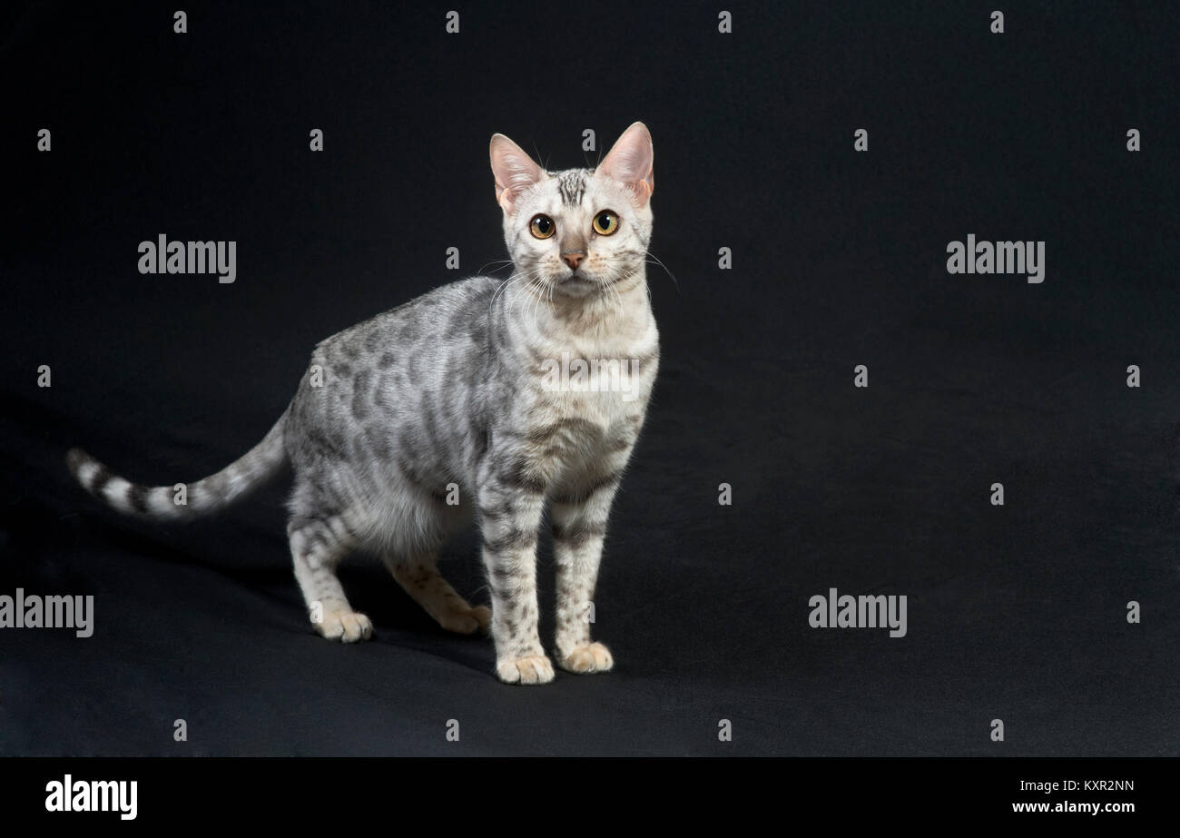 Schöne silber Reinrassige Bengal Katze Katzen Katzenzucht von Pixel Perfect Stockfoto