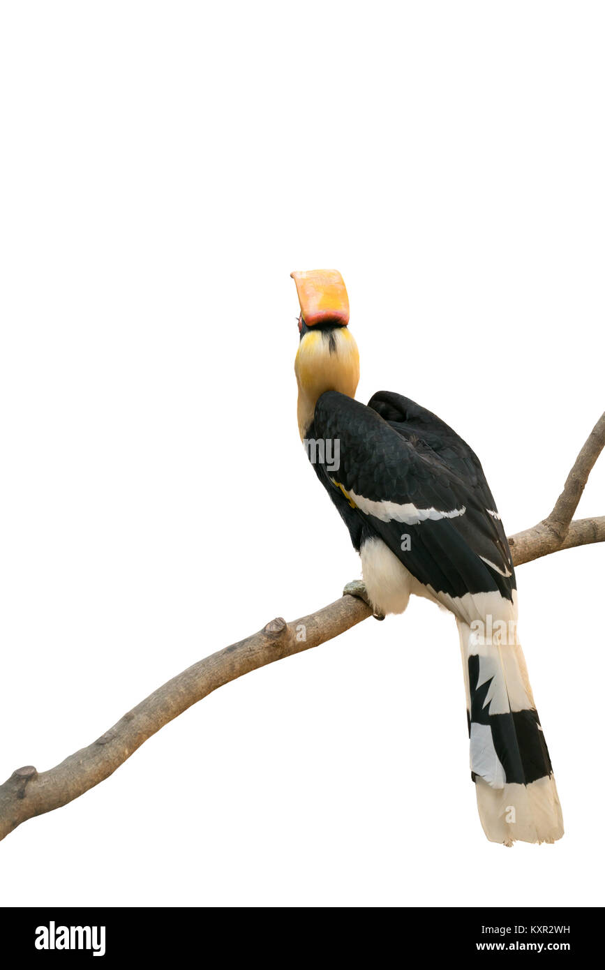 Great Hornbill (Buceros bicornis) auf weißem Hintergrund Stockfoto