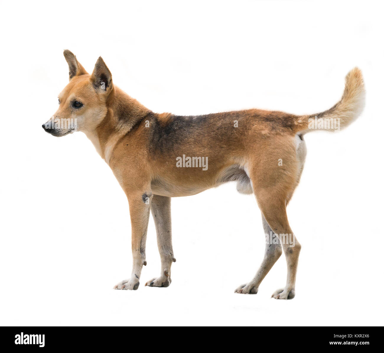 Inländische thai Hund auf weißem Hintergrund Stockfoto