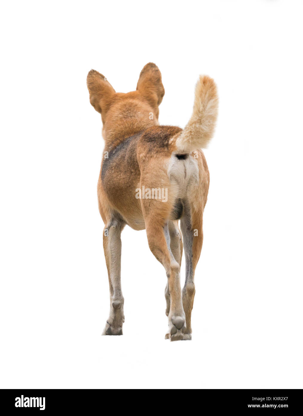 Inländische thai Hund auf weißem Hintergrund Stockfoto