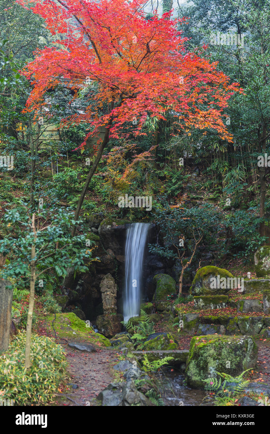 Kleinen Wasserfall im Wald im Herbst Jahreszeit mit Red Maple in Japan Stockfoto
