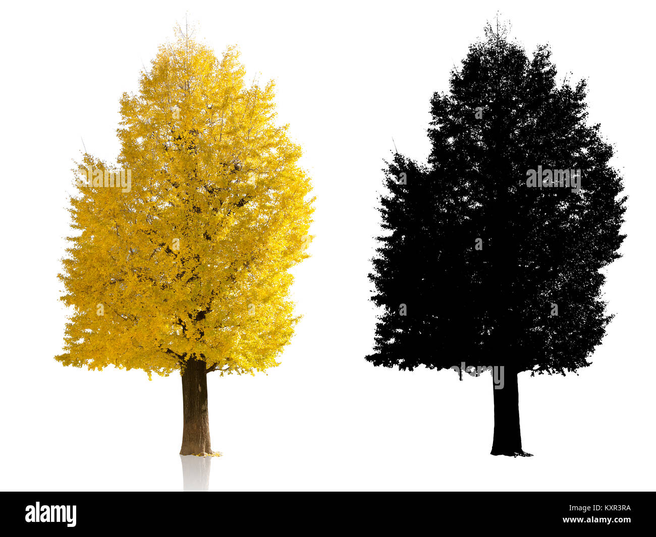 Golden Japan ginkgo Baum auf weißem Hintergrund Herbst alpha Schatten Stockfoto