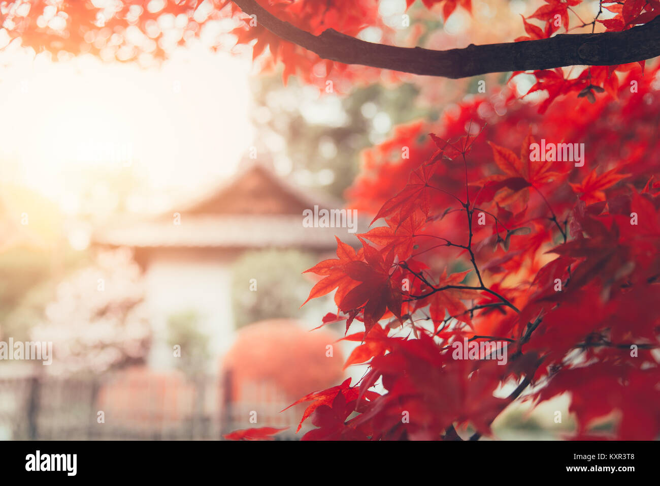 Red Maple Leaf Japan Herbst Natur vintage Hintergrund Stockfoto