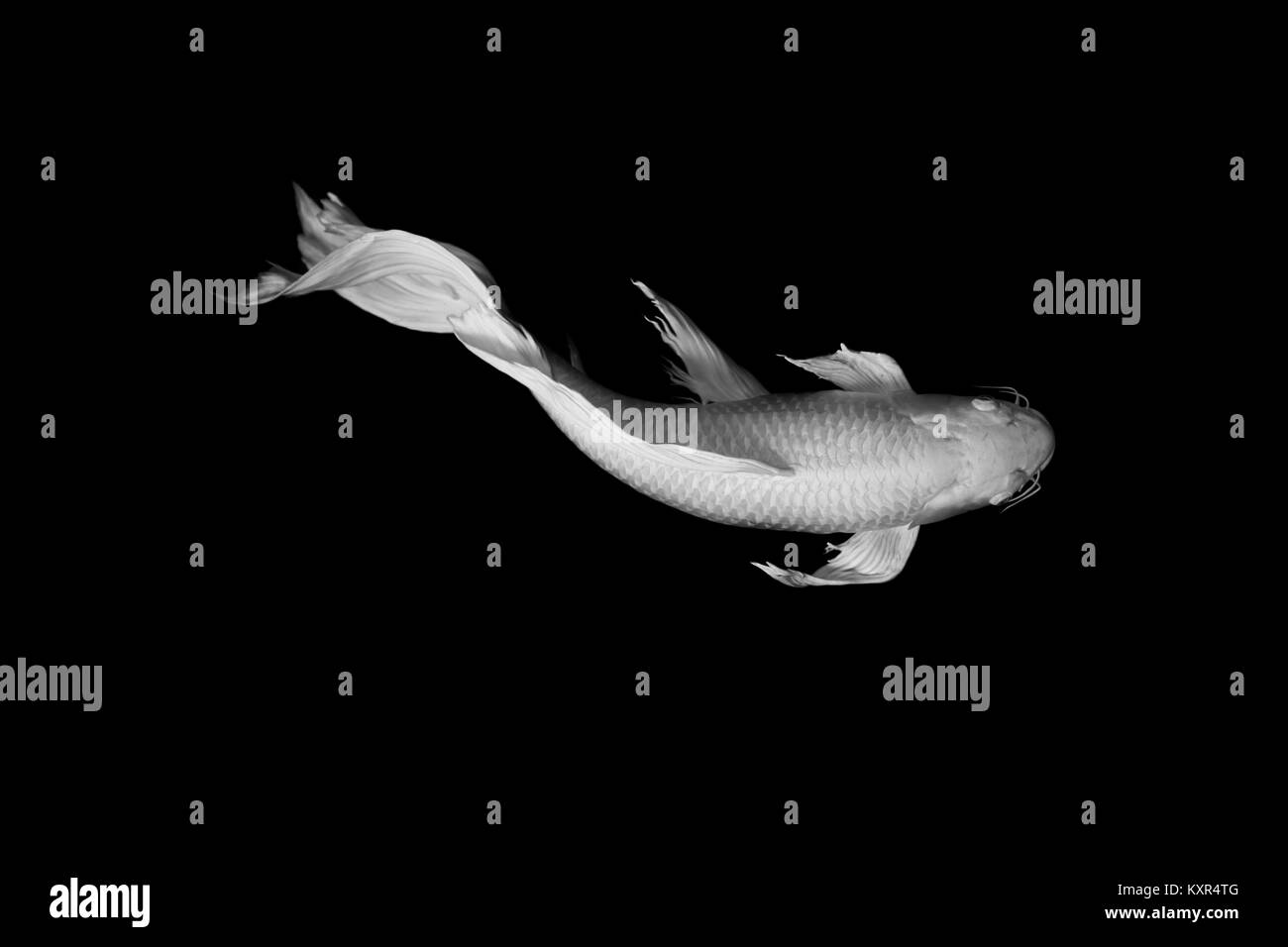 White Butterfly Koi Fisch auf schwarzem Hintergrund zen Kunst ruhiges Tier Konzept Stockfoto