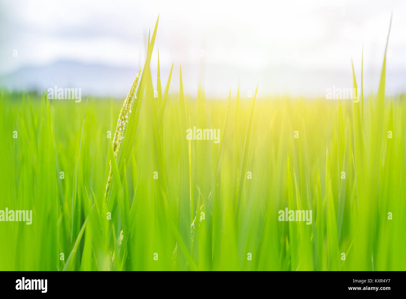 Grünes Feld mit Sonnenlicht schön von Reis Blatt für Natur Hintergrund Stockfoto
