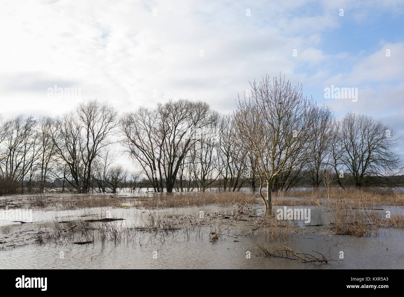 Hoher Wasserstand an der Maas mit überfluteten Flussauen und ertrunken Bäume in Arcen, Niederlande Stockfoto