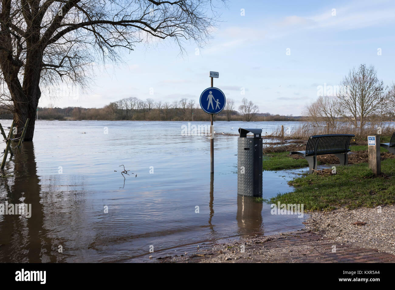 Hoher Wasserstand an der Maas mit überfluteten Flussauen, Pfad und ertrank Bäume in Arcen, Niederlande Stockfoto