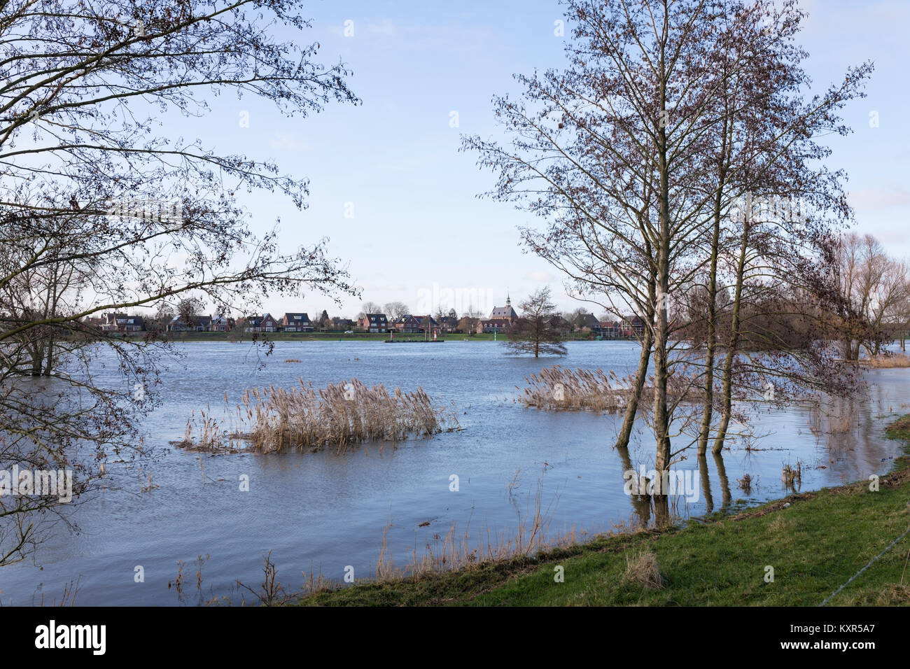 Hoher Wasserstand an der Maas mit überfluteten Flussauen und ertrunken Bäume in Baarn, Niederlande Stockfoto