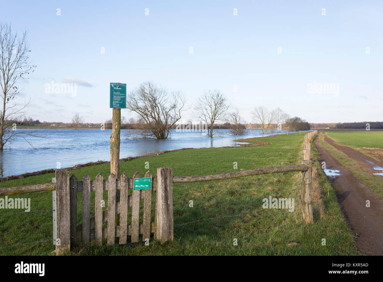 Hoher Wasserstand an der Maas mit überfluteten Flussauen und ertrunken Bäume in Arcen, Niederlande Stockfoto