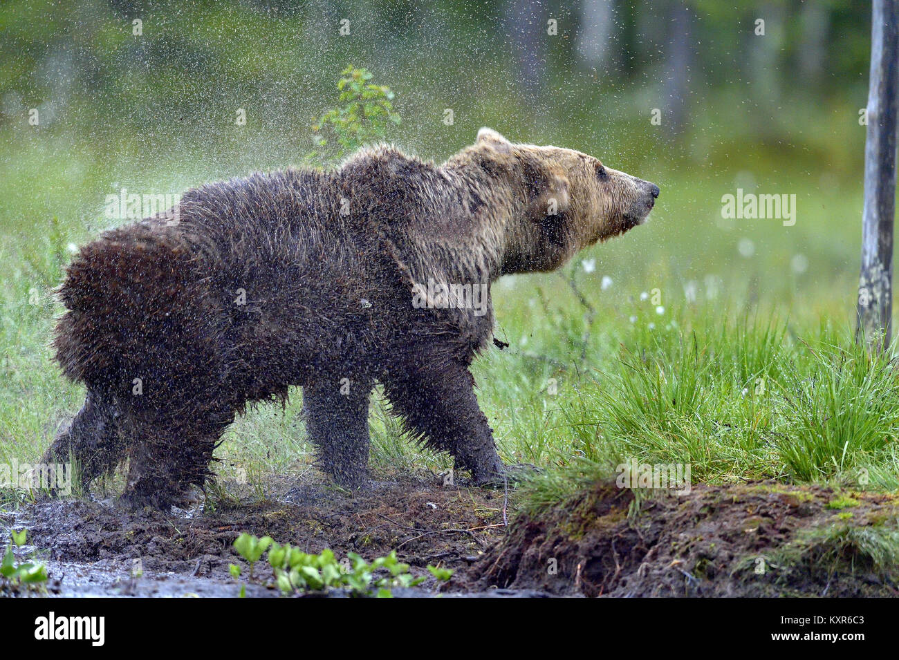 Wilde Braunbär (Ursus arctos) schüttelt Wasser mit Farbakzenten Stockfoto