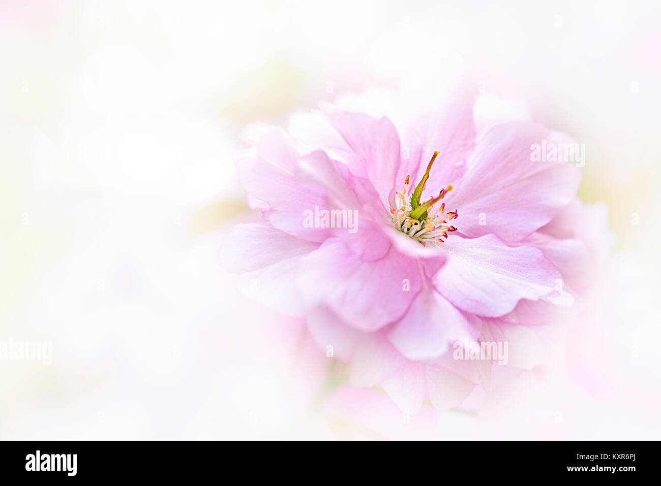 Nahaufnahme von Kanzan Prunus Pink Cherry flower Stockfoto